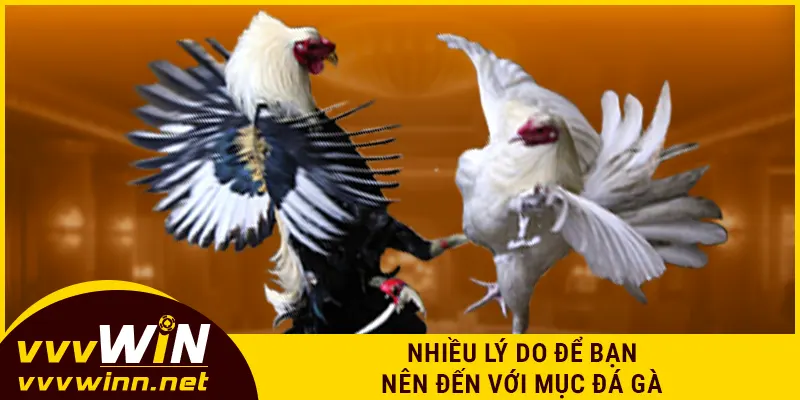 Nhiều lý do để bạn nên đến với mục đá gà